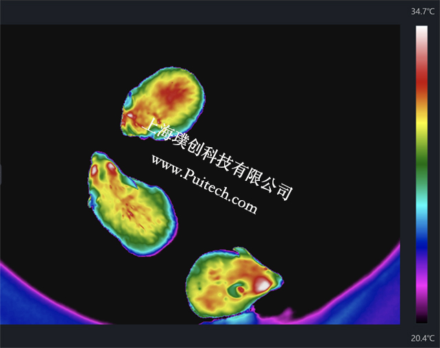 ?？滴⒂凹t外熱成像技術(shù)對實驗小鼠進行科研觀測